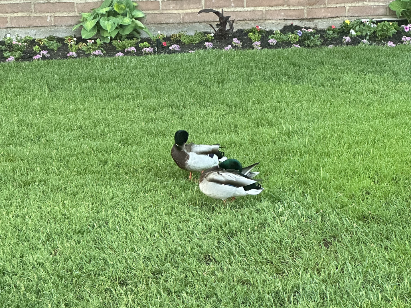 Ducks resting on the green lawn